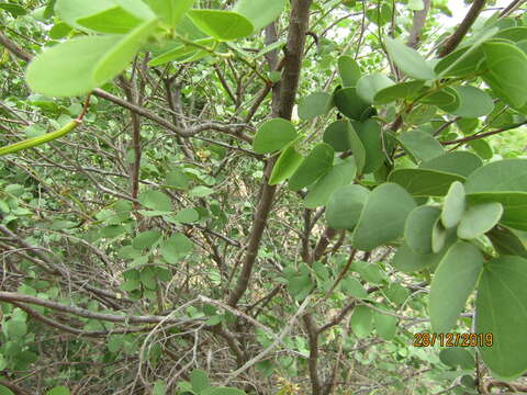 Image of Kalahari bauhinia