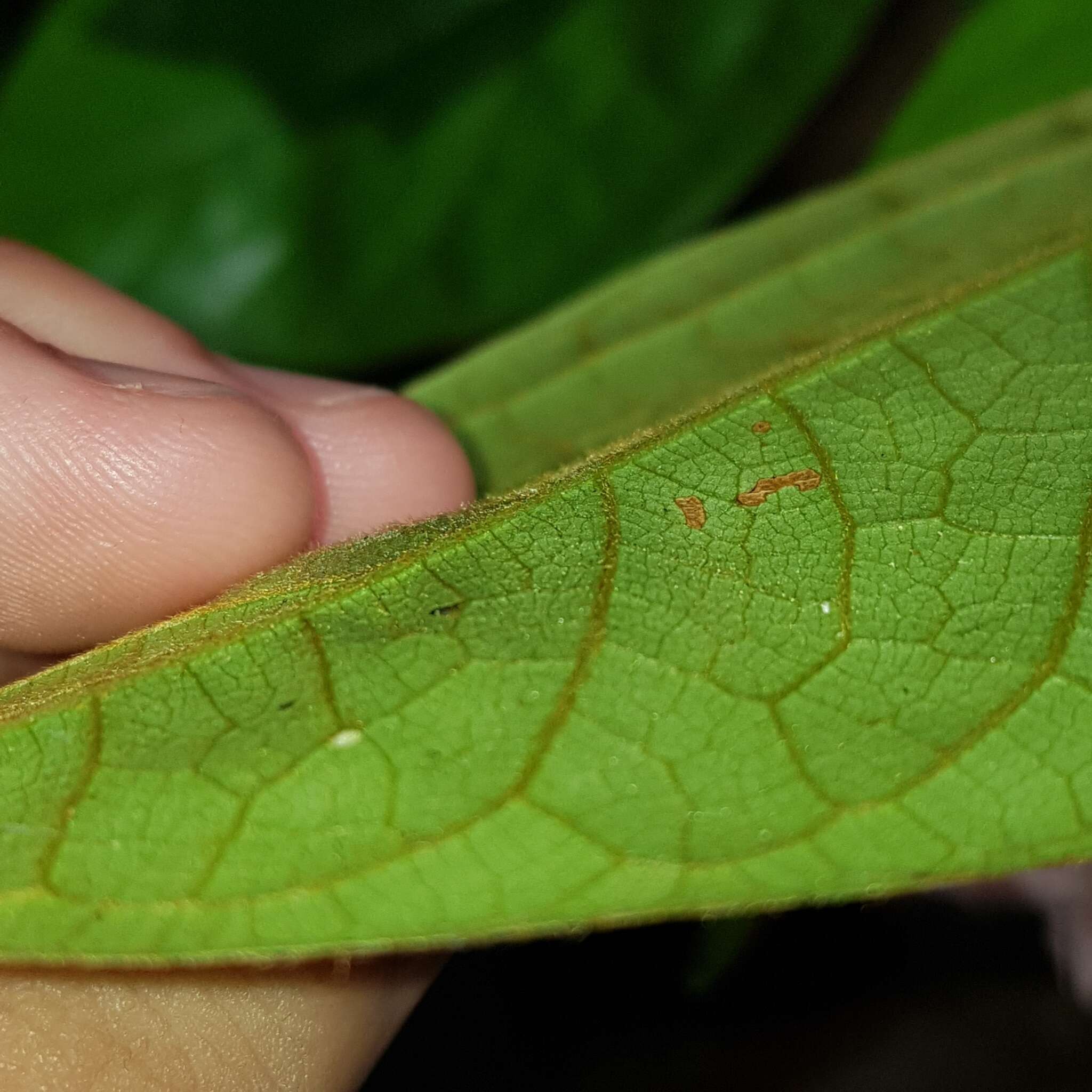 Agelaea borneensis (Hook. fil.) Merr.的圖片