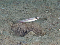 صورة Amblygobius cheraphilus