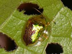 Image of Coptocycla (Psalidonota) texana (Schaeffer 1933)