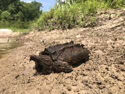 Image of Macrochelys