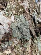 Image of shield lichen