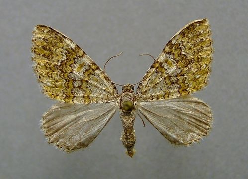 Image of <i>Euphyia frustata</i> Treitschke 1828