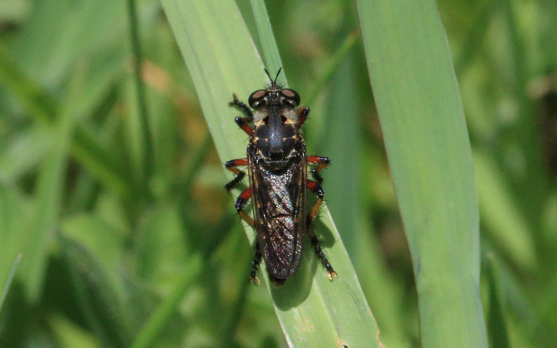 Image of Thereutria amaraca (Walker 1849)