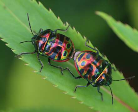 Sivun <i>Lamprocoris roylii</i> kuva