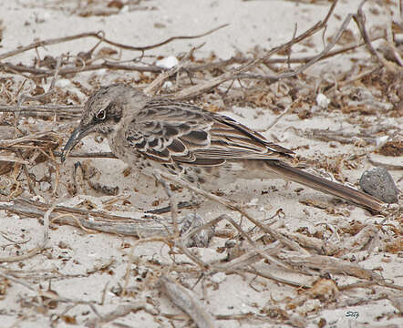 Image of Espanola Mockingbird