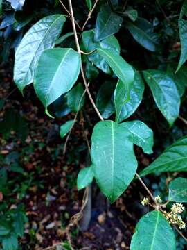 صورة Genianthus laurifolius (Roxb.) Hook. fil.