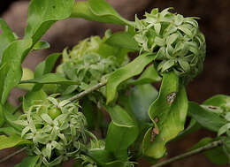 Image de Pavetta catophylla K. Schum.