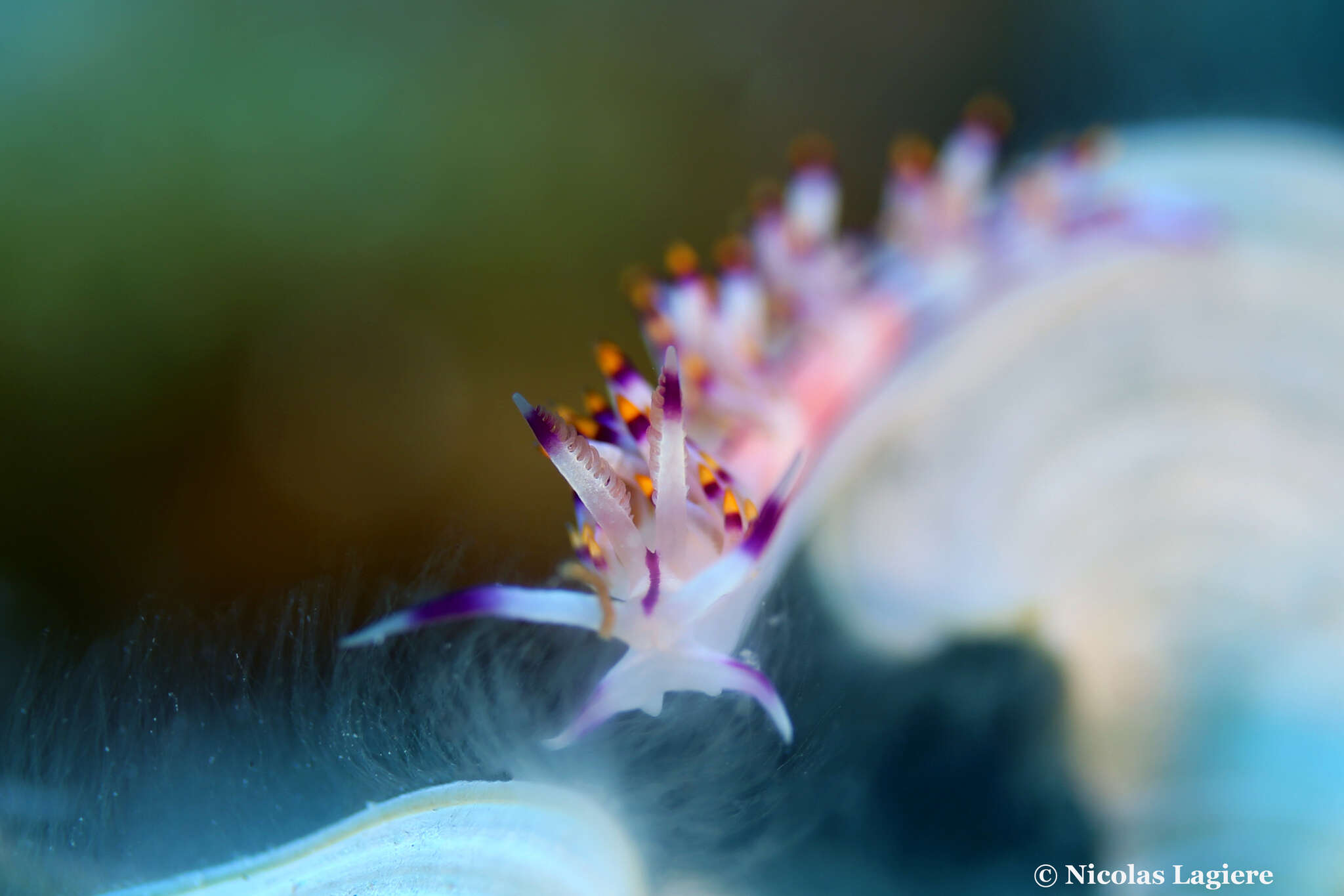 Image of Red lined slug