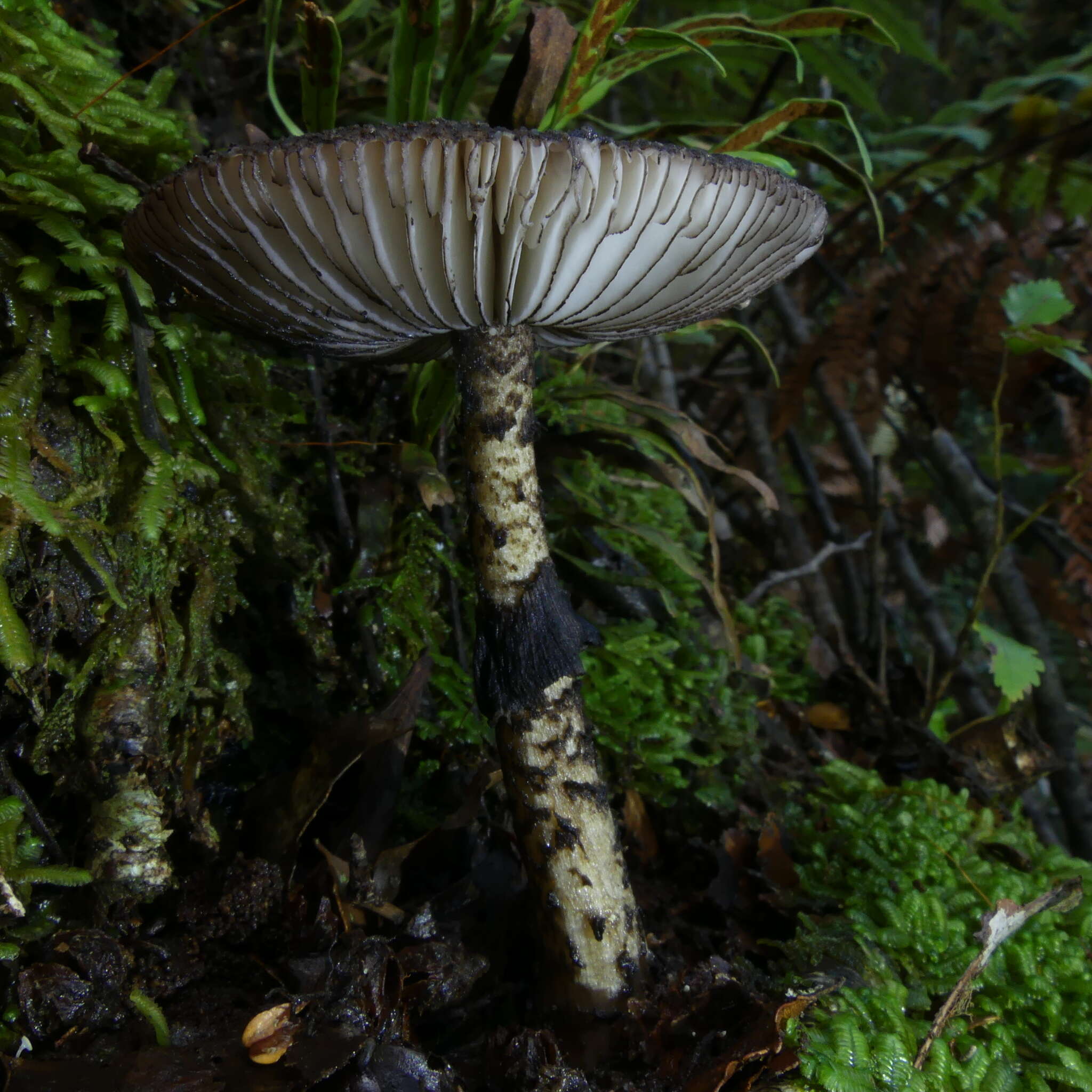 Image of Amanita nigrescens G. Stev. 1962