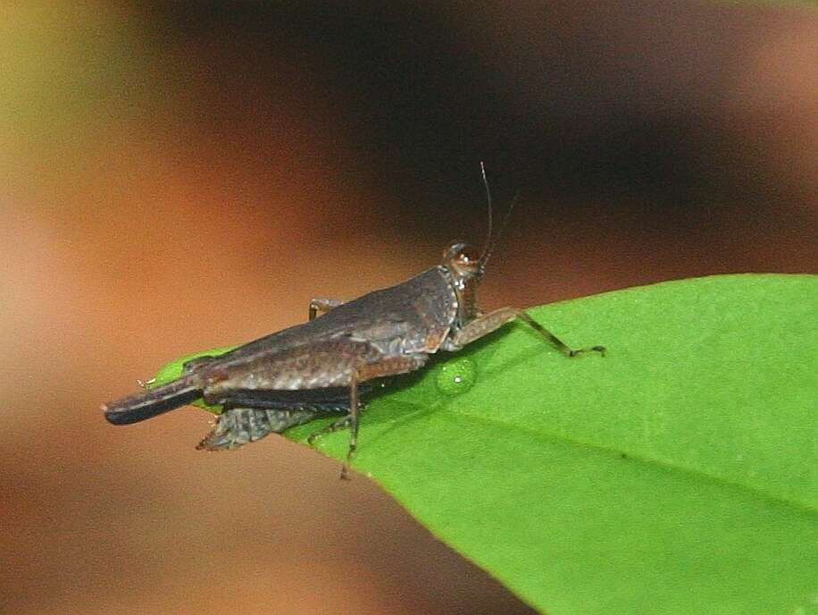 Systolederus cinereus Brunner von Wattenwyl 1893的圖片