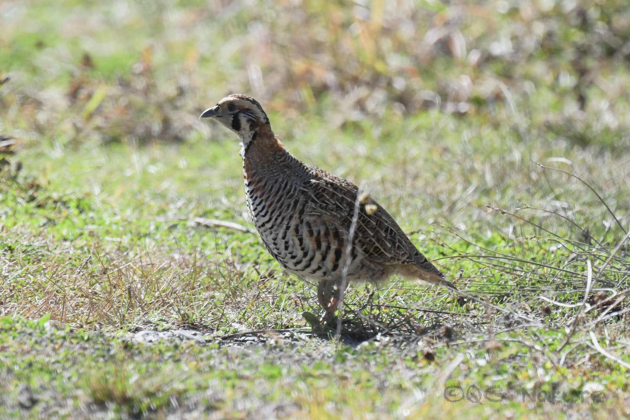 صورة Perdix hodgsoniae (Hodgson 1856)