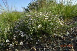 Imagem de Heterochroa desertorum Bunge