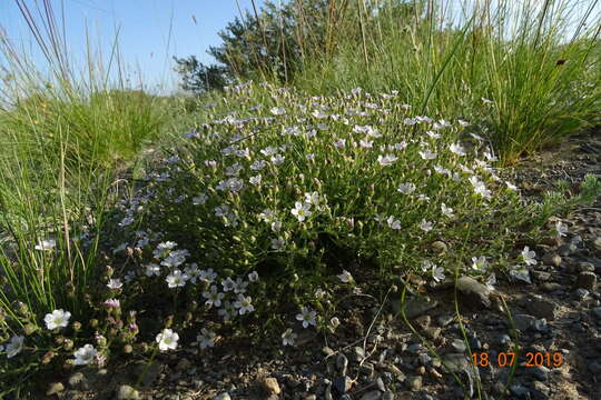 Plancia ëd Heterochroa desertorum Bunge