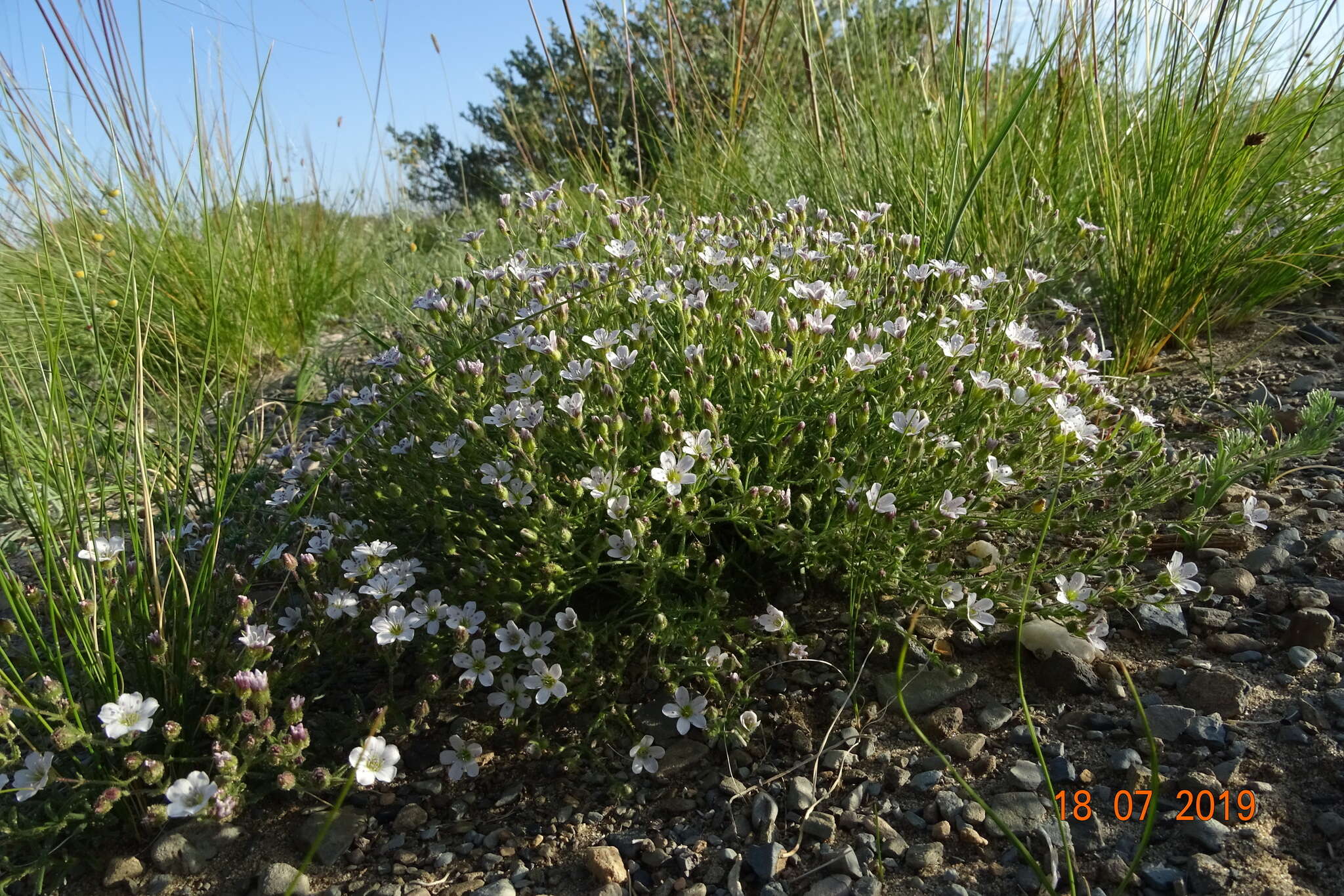 Imagem de Heterochroa desertorum Bunge