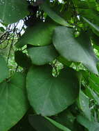 Image de Aristolochia ringens Vahl