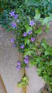 Image of Peach-leaf Bellflower