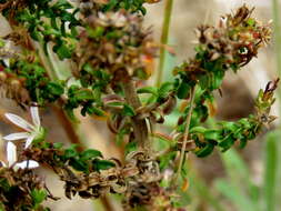 Image of Wahlenbergia tenella (L. fil.) Lammers