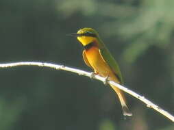 Image de Merops pusillus argutus Clancey 1967