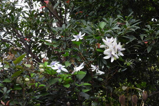 Imagem de Clematis akoensis Hayata