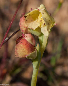 Image of Pterygodium catholicum (L.) Sw.