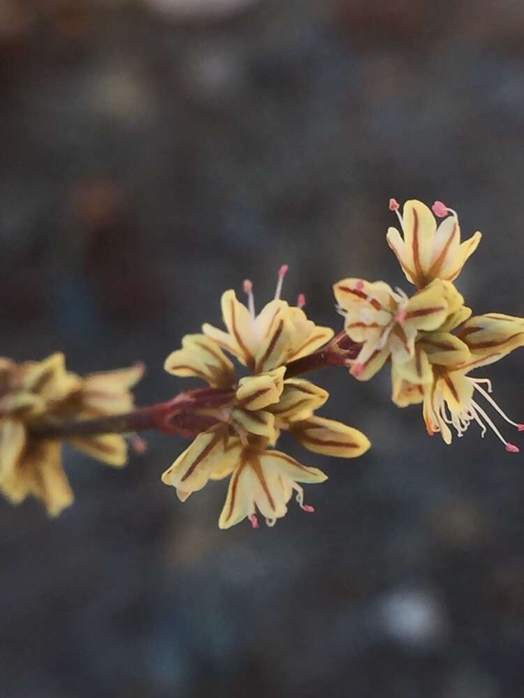 Image of goldencarpet buckwheat