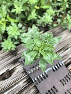 Imagem de Amaranthus polygonoides L.