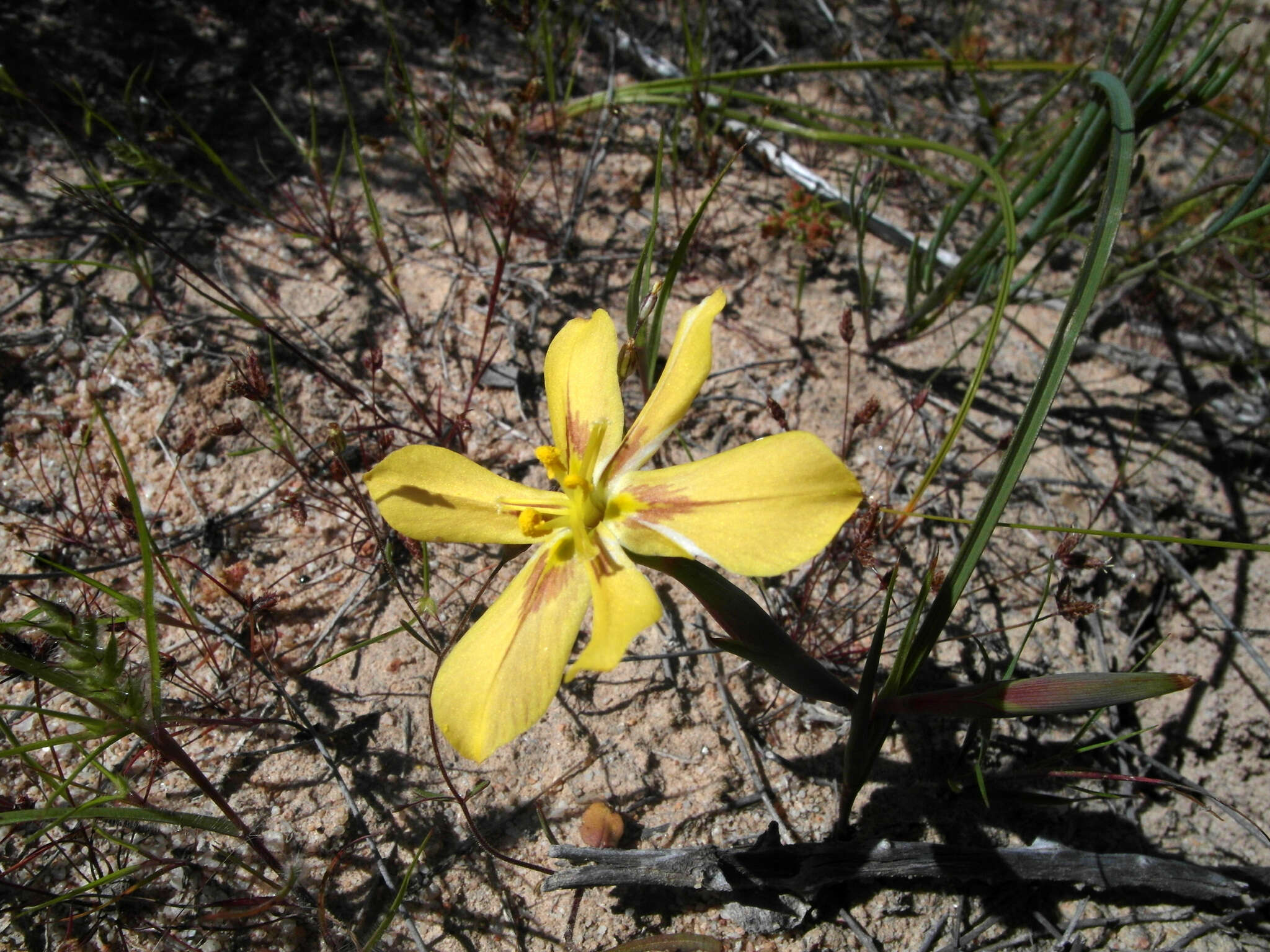 Image of Moraea maximiliani (Schltr.) Goldblatt & J. C. Manning