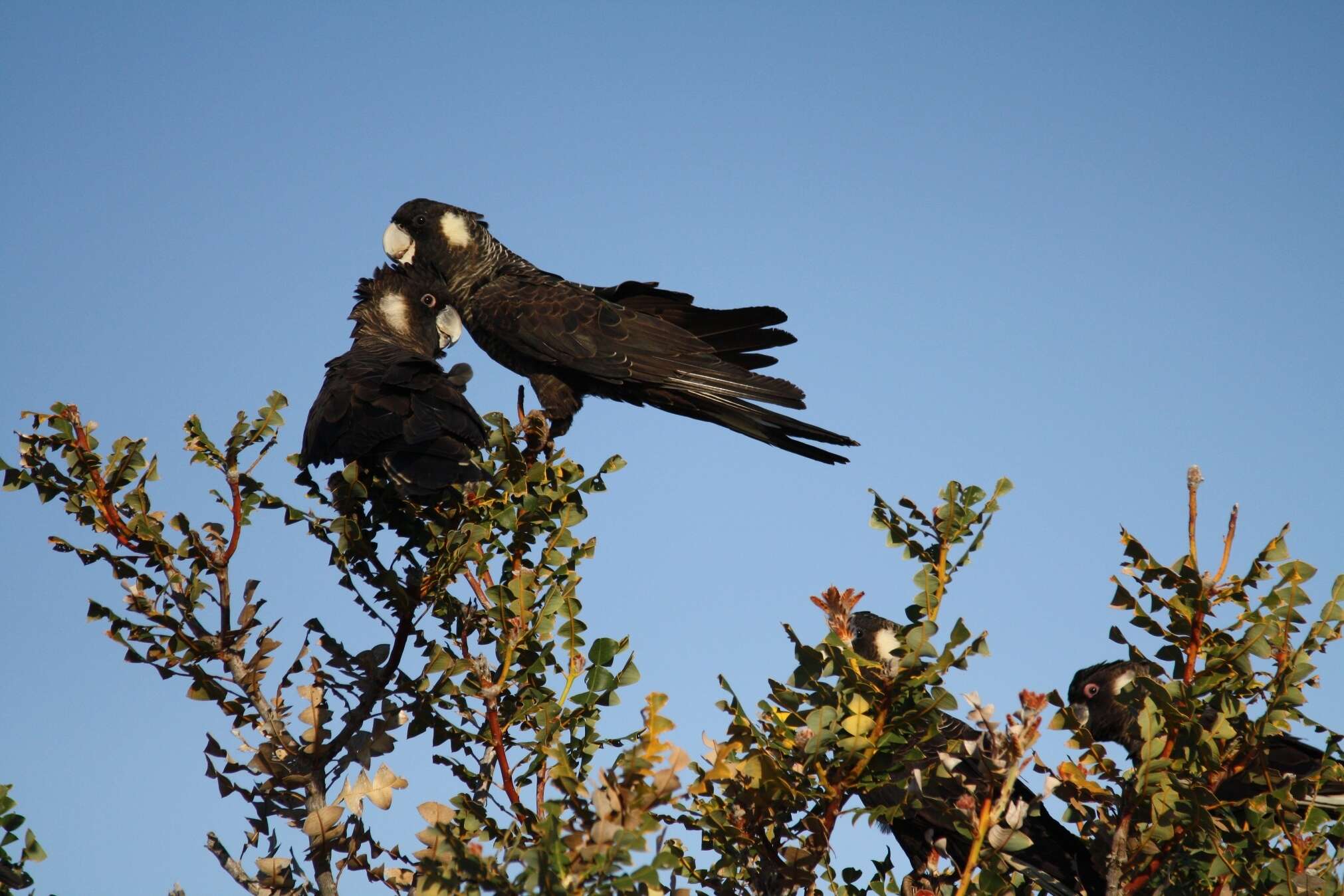 Image of Carnaby's Black Cockatoo