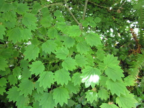 Imagem de Acer circinatum Pursh