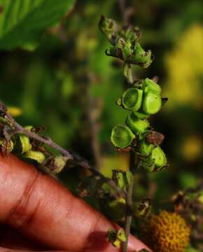 Cynoglossum malabaricum (C. B. Cl.) Riedl resmi