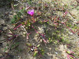 صورة Cephalophyllum rostellum (L. Bo I.) H. E. K. Hartm.