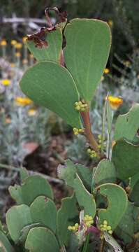 Imagem de Acacia alpina F. Muell.