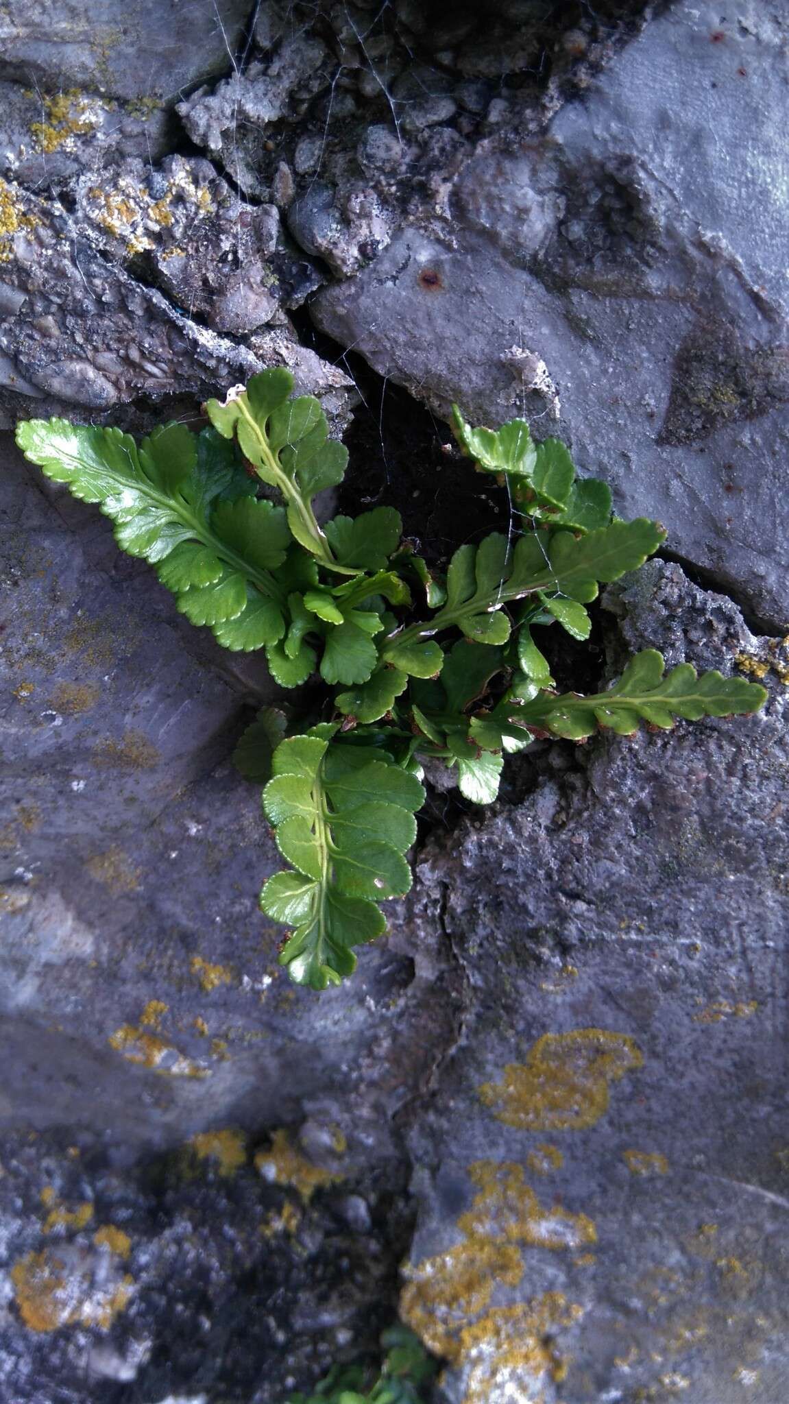 Image of Asplenium marinum L.