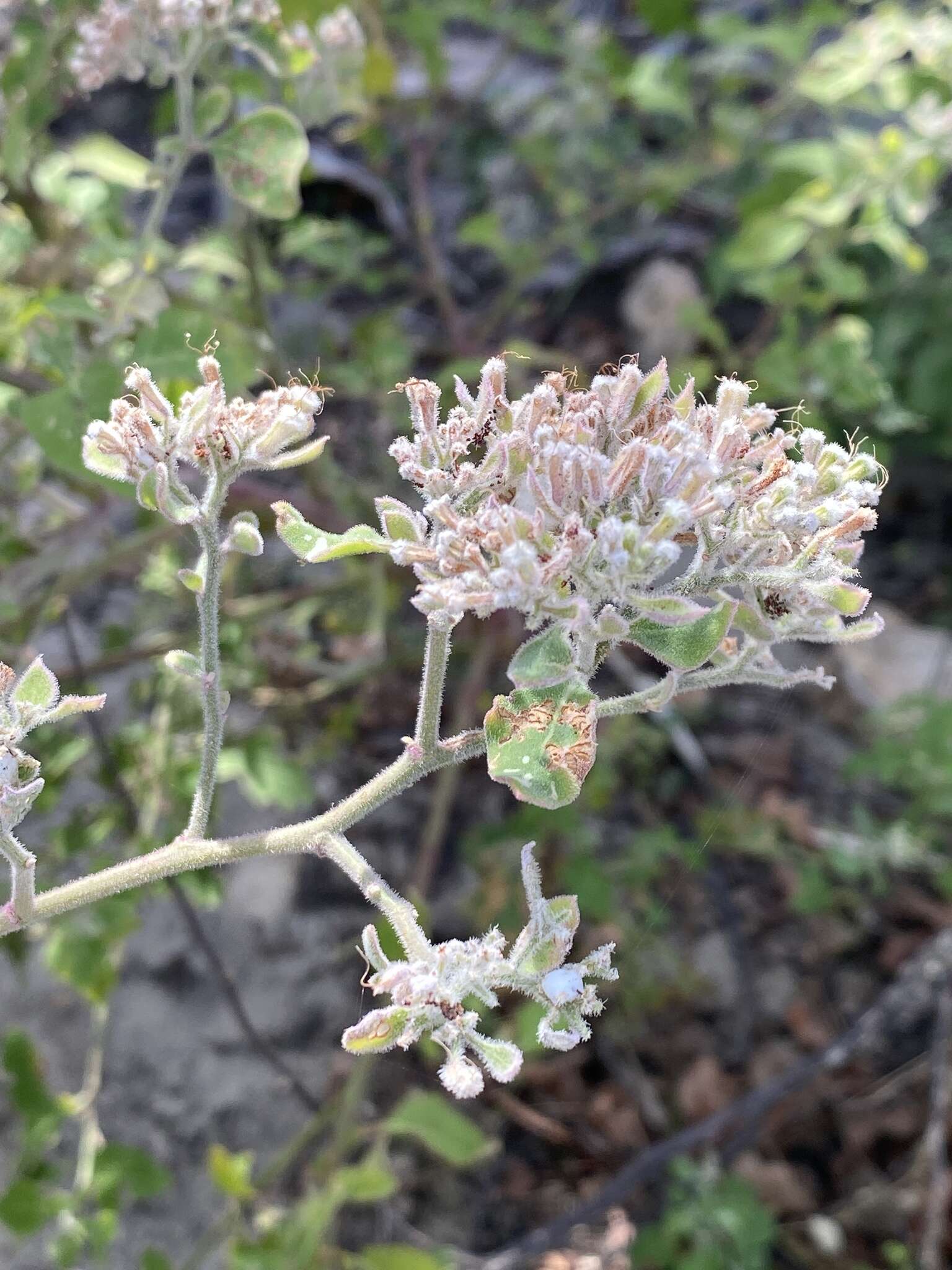 Salpianthus arenarius Humb. & Bonpl. resmi