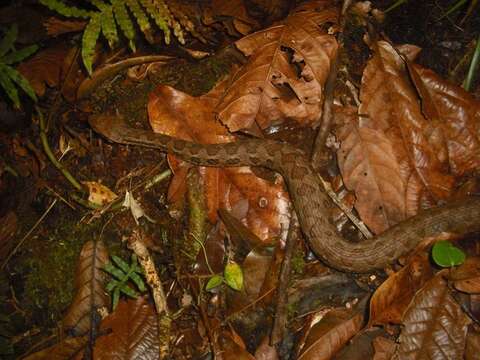 صورة Cerrophidion wilsoni Jadin, Townsend, Castoe & Campbell 2012