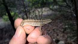 Image of Rose-bellied Lizard