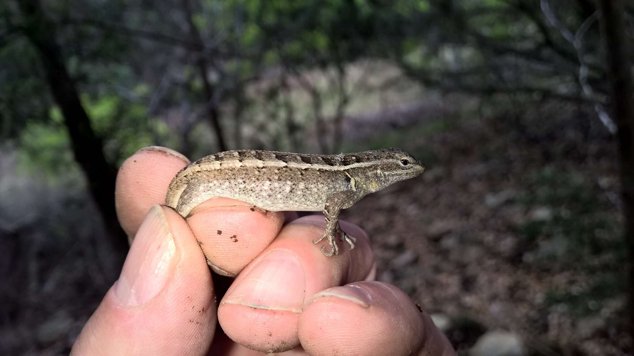 Image of Rose-bellied Lizard