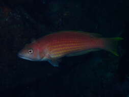 Image of Rosy parrotfish