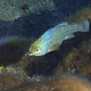 Image of Comanche Springs Pupfish