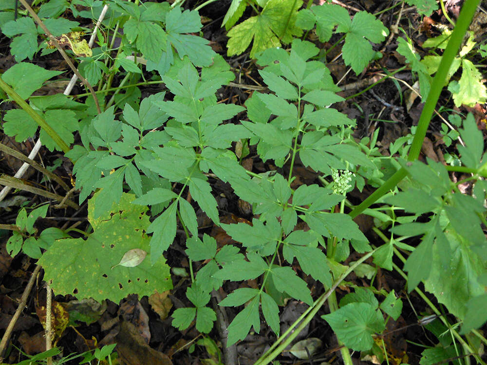 Image de Ostericum sieboldii (Miq.) Nakai