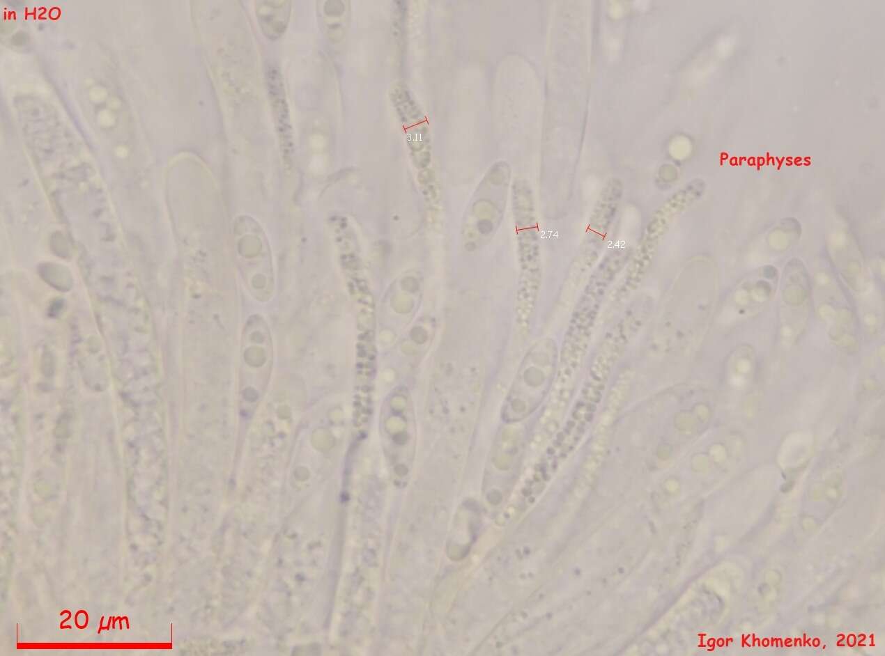 Image of Hymenoscyphus kathiae (Korf) Baral 2005