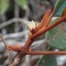 Sivun Pichonia daenikeri (Aubrév.) Swenson, Bartish & Munzinger kuva