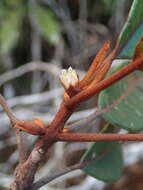 Image of Pichonia daenikeri (Aubrév.) Swenson, Bartish & Munzinger