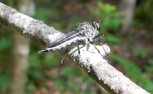 Image of Shiny-sided Bladetail