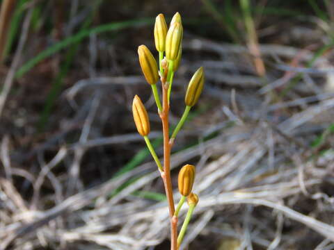 Plancia ëd Bulbine praemorsa (Jacq.) Spreng.