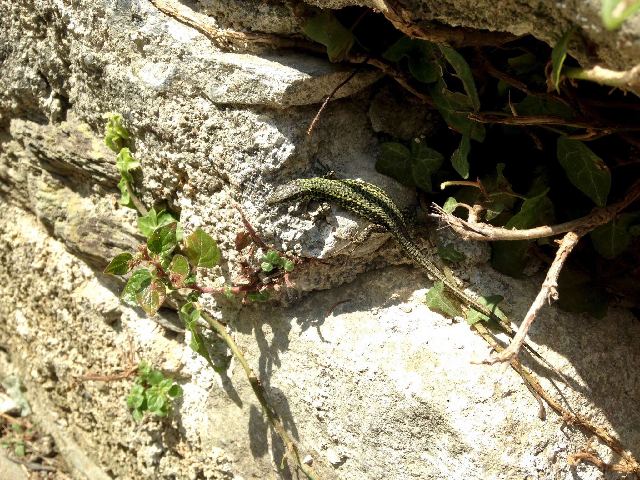 Image of Podarcis muralis nigriventris Bonaparte 1838