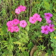 Image of annual phlox