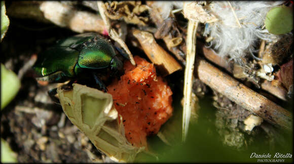 Image of Cetonia aurata pisana Heer 1841