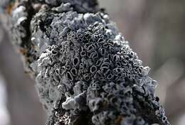 Image of rosette lichen